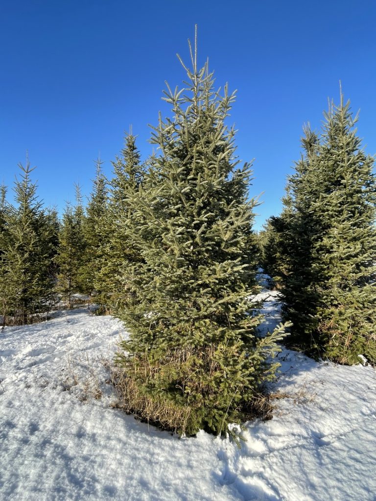 Près de 5 000 arbres sont disponibles pour la cueillette de sapin de Noël à la Corporation de développement Gaboury. 